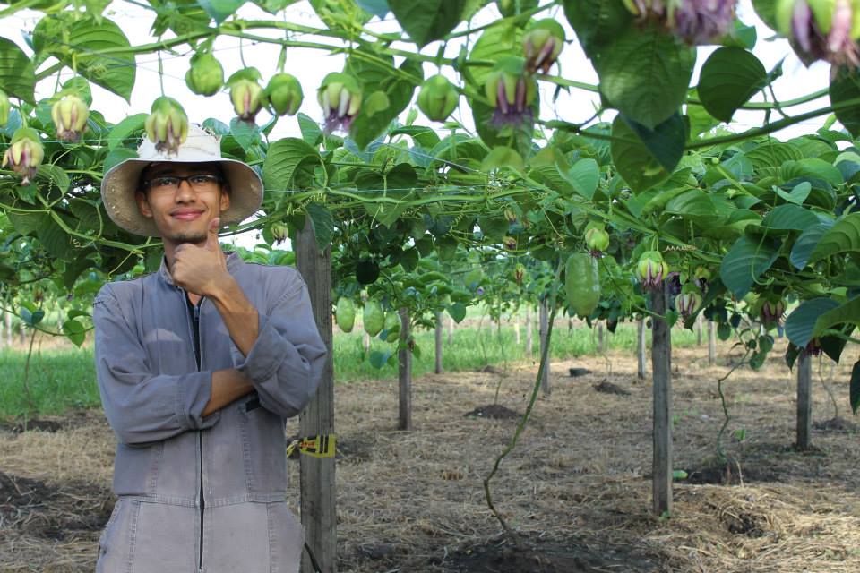 Soltmer Sanchez in one of our Badea fields Passiflora quadrangularis