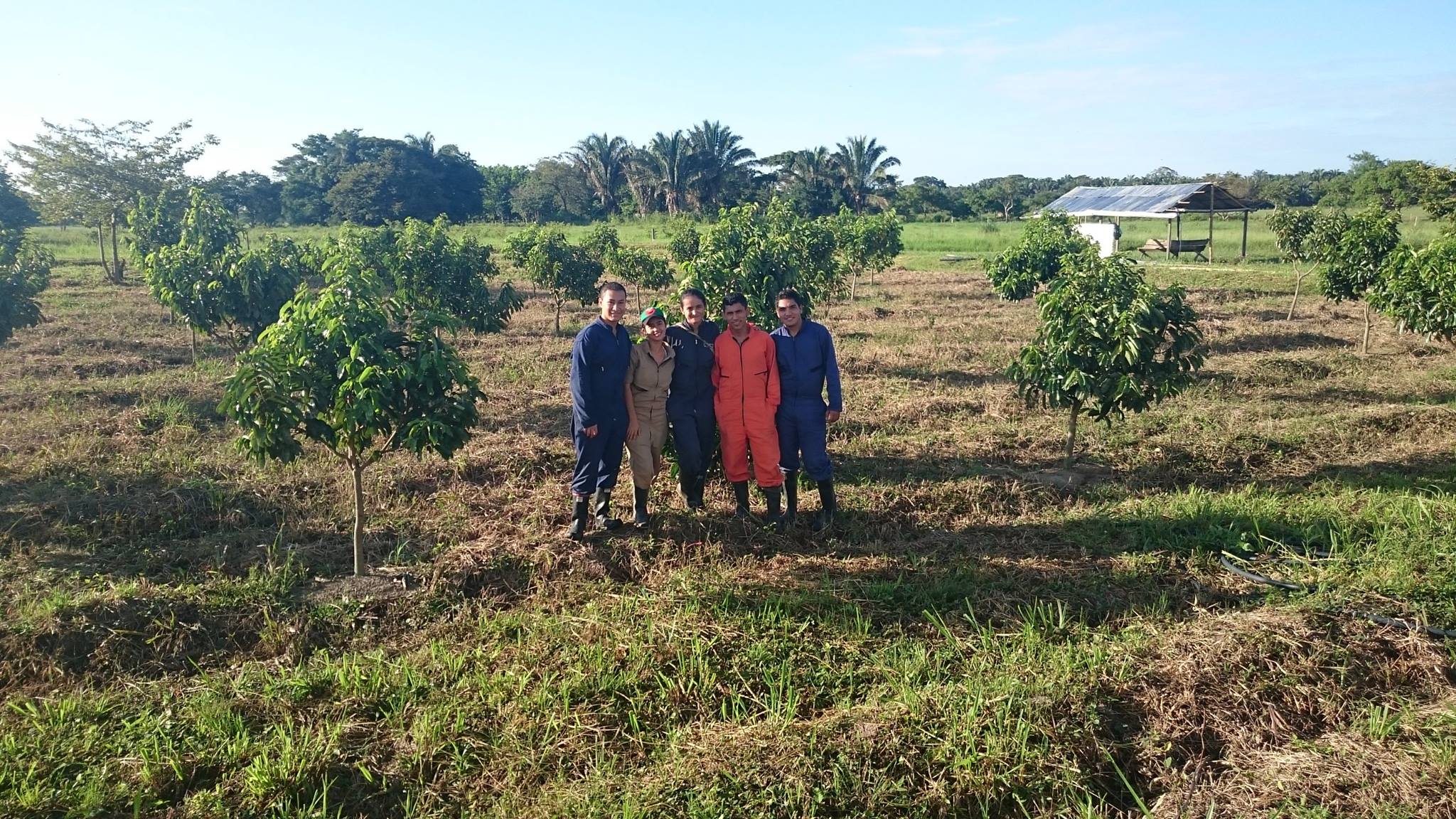 Soursop field maintained with the students