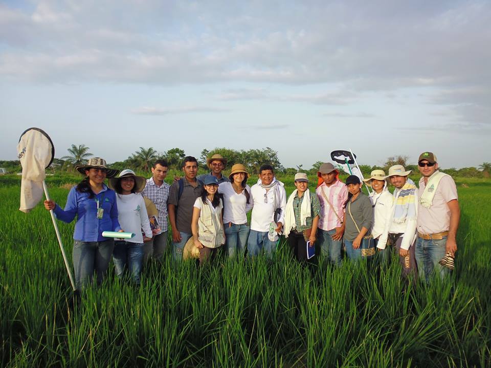 Stuying the entomofauna in rice crops