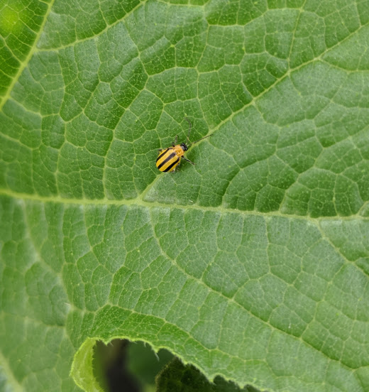 Striped cucumber beetle