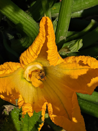 Squash bee